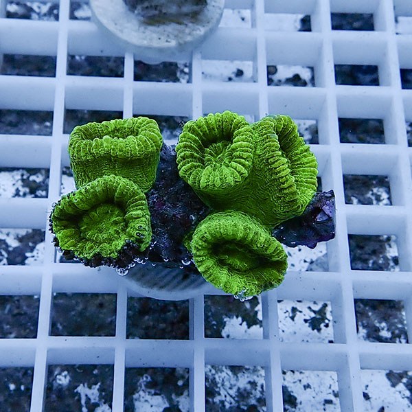 【サンゴ現物9】タバネサンゴ フラグ! 15時までのご注文で当日発送 【サンゴ】