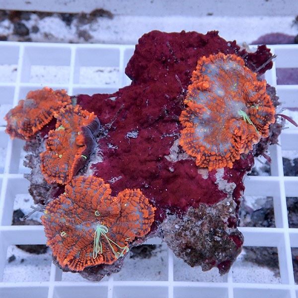 【サンゴ現物42】ディスクコーラル !15時までのご注文で当日発送 【サンゴ】(t146