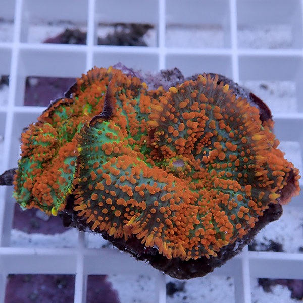 【サンゴ現物43】ディスクコーラル !15時までのご注文で当日発送 【サンゴ】(t146