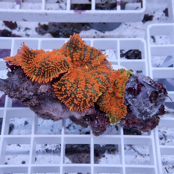 【サンゴ現物44】ディスクコーラル !15時までのご注文で当日発送 【サンゴ】(t146