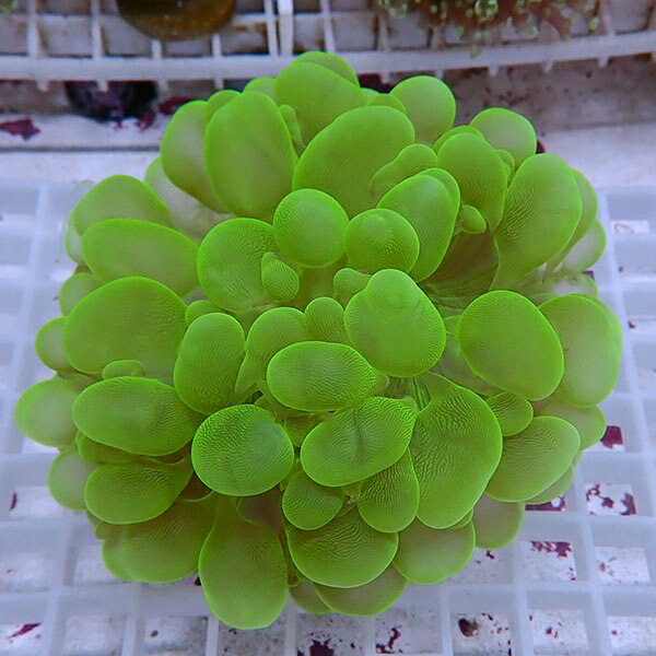 【サンゴ現物15】バブルコーラル !ミズタマサンゴ 15時までのご注文で当日発送 【サンゴ】(t141