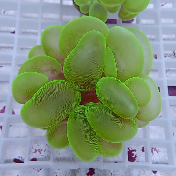 【サンゴ現物16】バブルコーラル !ミズタマサンゴ 15時までのご注文で当日発送　【サンゴ】(t141