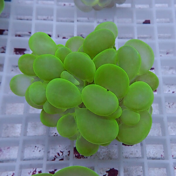 【サンゴ現物17】バブルコーラル  !ミズタマサンゴ 15時までのご注文で当日発送 【サンゴ】(t141