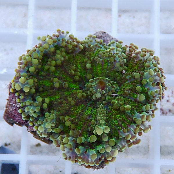 【サンゴ現物1】バブルディスク  !15時までのご注文で当日発送　【サンゴ】(t209