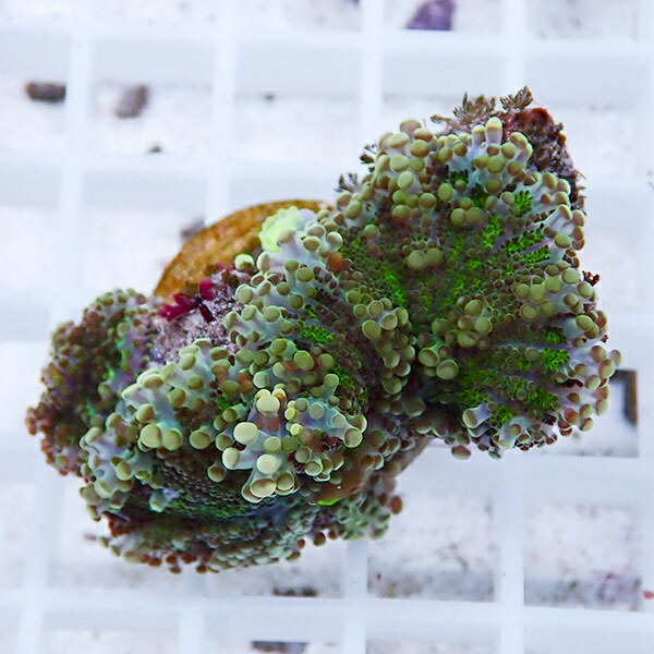 【サンゴ現物2】バブルディスク  !15時までのご注文で当日発送　【サンゴ】(t209