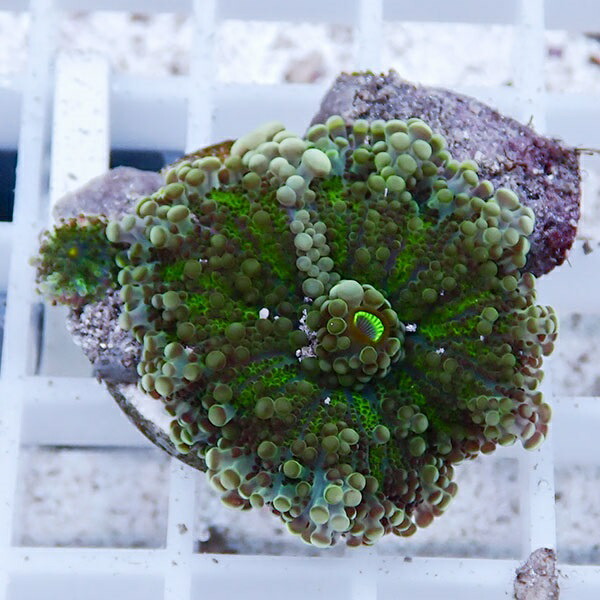 【サンゴ現物3】バブルディスク  !15時までのご注文で当日発送　【サンゴ】(t209