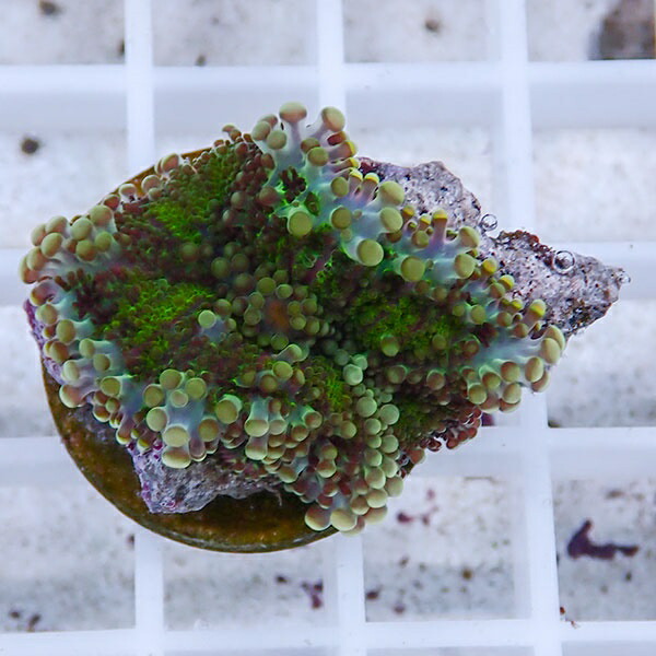 【サンゴ現物4】バブルディスク  !15時までのご注文で当日発送　【サンゴ】(t209