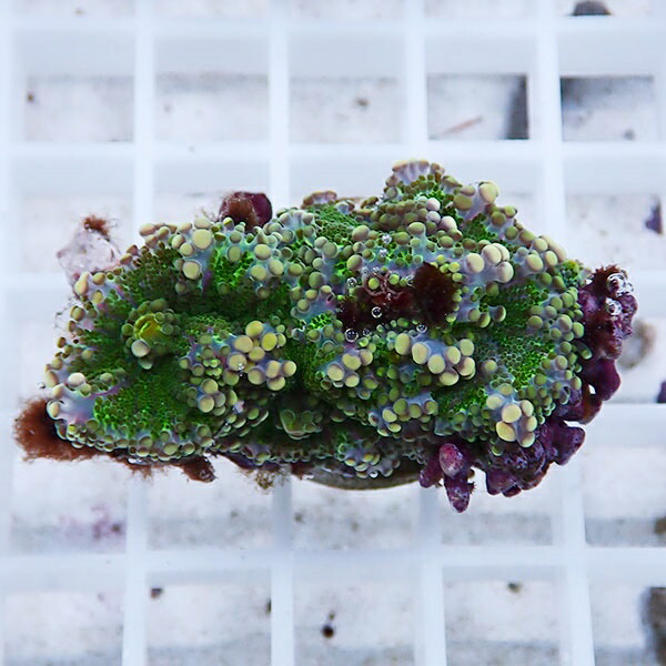 【サンゴ現物5】バブルディスク  !15時までのご注文で当日発送　【サンゴ】(t209