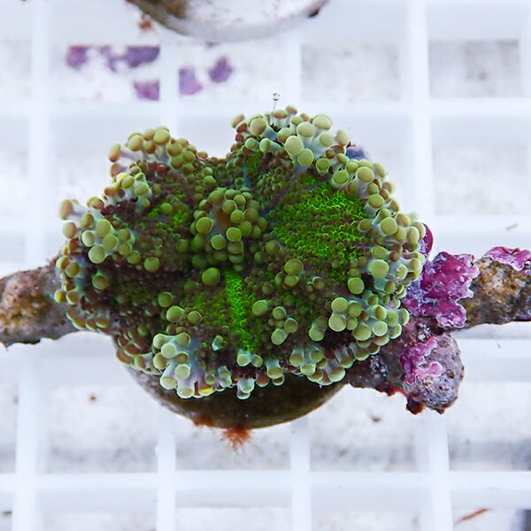 【サンゴ現物6】バブルディスク  !15時までのご注文で当日発送　【サンゴ】(t209