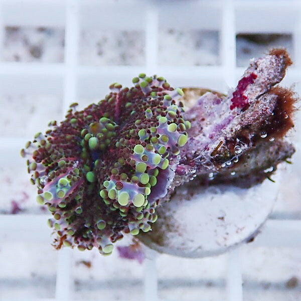 【サンゴ現物7】バブルディスク  !15時までのご注文で当日発送　【サンゴ】(t209