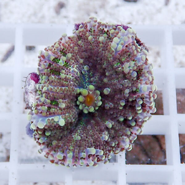 【サンゴ現物8】バブルディスク  !15時までのご注文で当日発送　【サンゴ】(t209