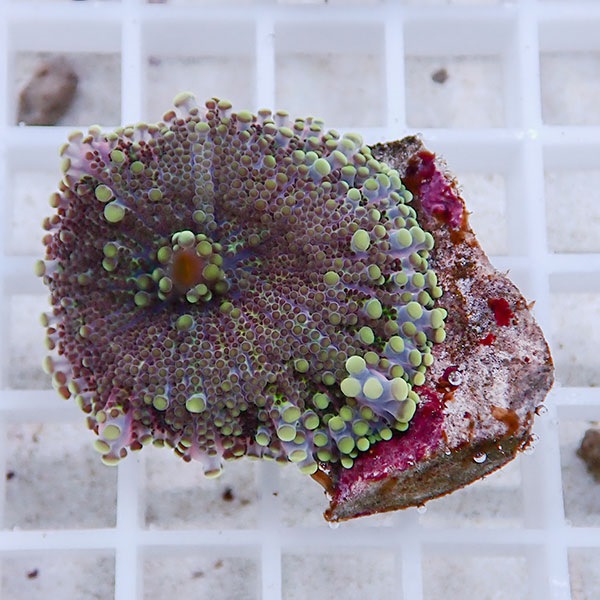 【サンゴ現物9】バブルディスク  !15時までのご注文で当日発送　【サンゴ】(t209