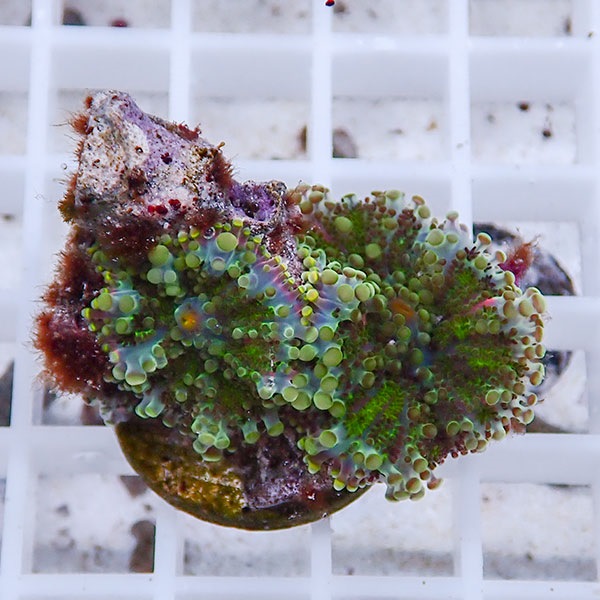 【サンゴ現物11】バブルディスク  !15時までのご注文で当日発送　【サンゴ】(t209