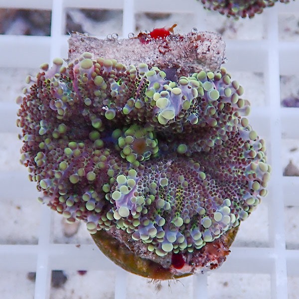 【サンゴ現物12】バブルディスク  !15時までのご注文で当日発送　【サンゴ】(t209