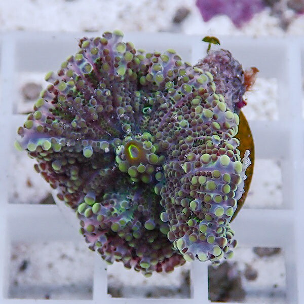 【サンゴ現物13】バブルディスク  !15時までのご注文で当日発送　【サンゴ】(t209