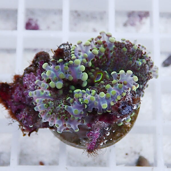 【サンゴ現物14】バブルディスク  !15時までのご注文で当日発送　【サンゴ】(t209