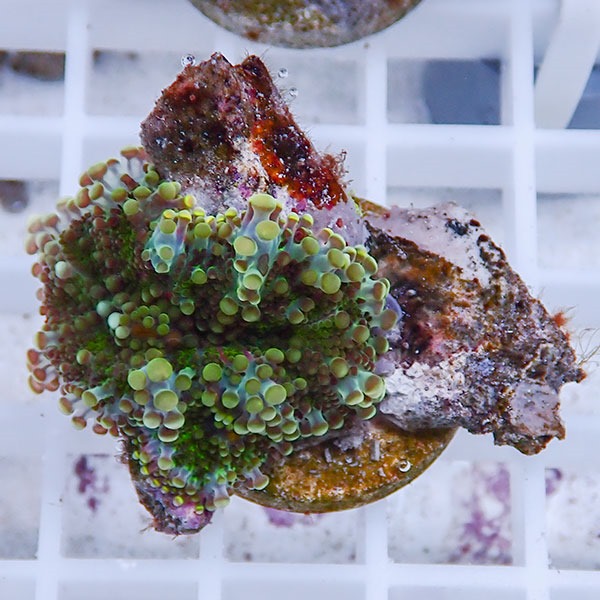 【サンゴ現物15】バブルディスク  !15時までのご注文で当日発送　【サンゴ】(t209