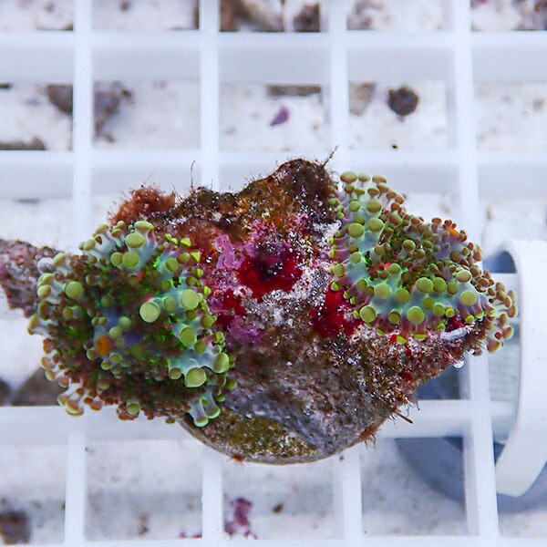 【サンゴ現物16】バブルディスク  !15時までのご注文で当日発送　【サンゴ】(t209