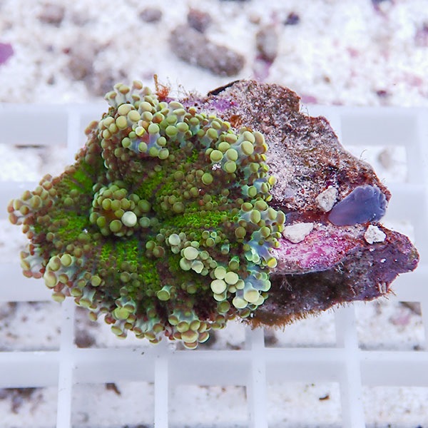 【サンゴ現物17】バブルディスク  !15時までのご注文で当日発送　【サンゴ】(t209