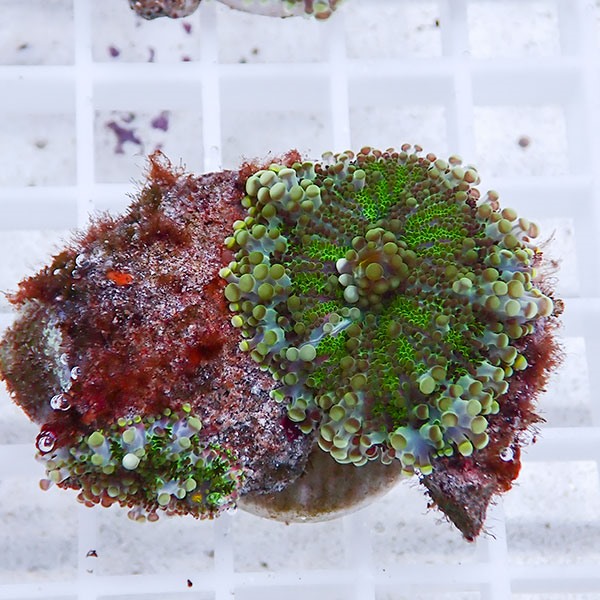 【サンゴ現物18】バブルディスク  !15時までのご注文で当日発送　【サンゴ】(t209