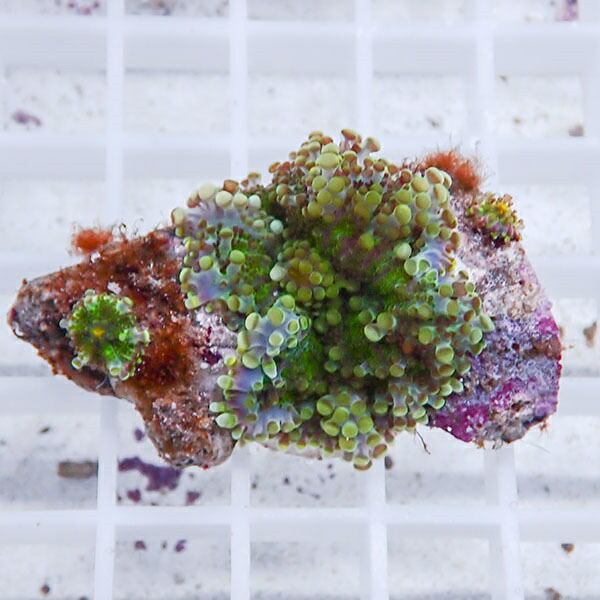 【サンゴ現物19】バブルディスク  !15時までのご注文で当日発送　【サンゴ】(t209