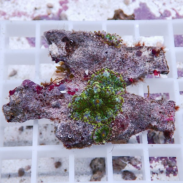 【サンゴ現物21】バブルディスク  !15時までのご注文で当日発送　【サンゴ】(t209