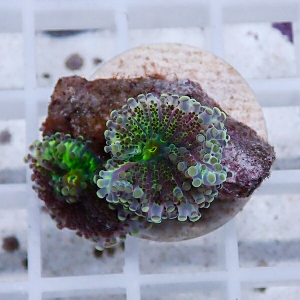 【サンゴ現物22】バブルディスク  !15時までのご注文で当日発送　【サンゴ】(t209