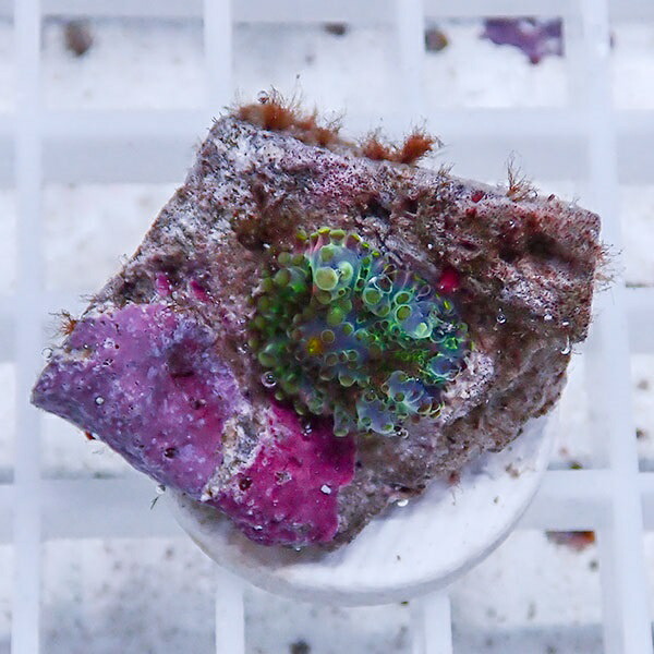 【サンゴ現物23】バブルディスク  !15時までのご注文で当日発送　【サンゴ】(t209