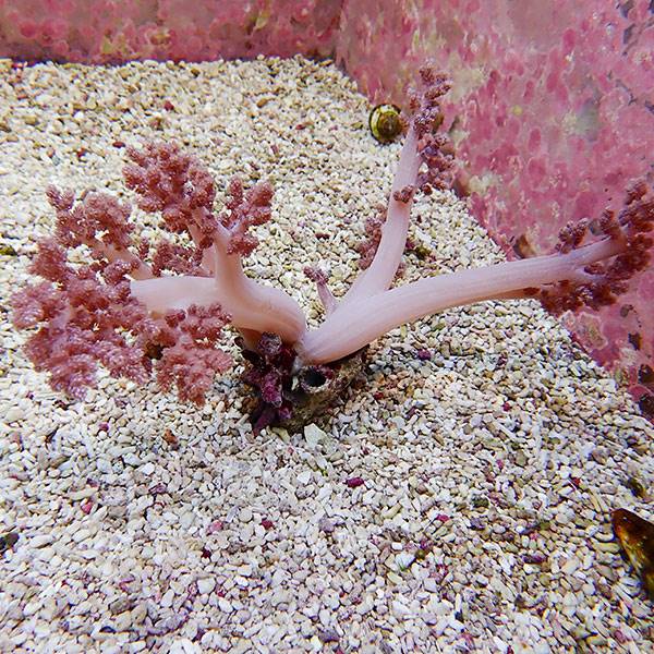 【サンゴ現物32】チヂミトサカ 25-18cm 沖縄産!15時までのご注文で当日発送 【サンゴ】(t145