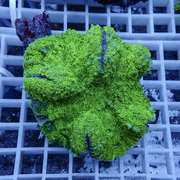 【サンゴ現物10】★ハナガタサンゴ !15時までのご注文で当日発送(t134