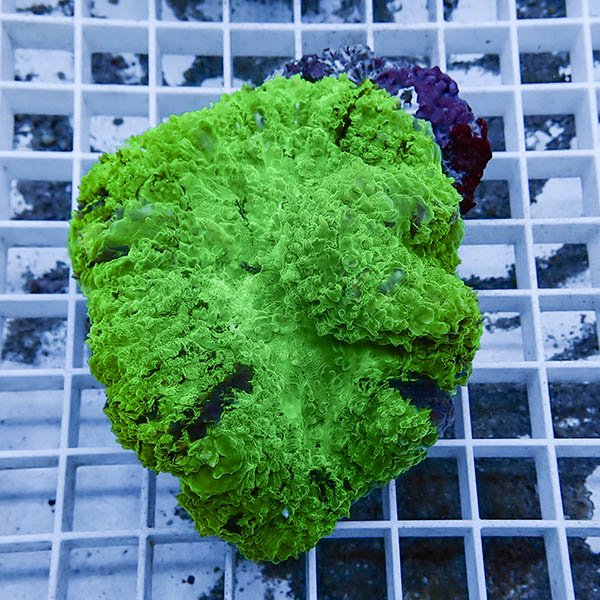 【サンゴ現物13】★ハナガタサンゴ !15時までのご注文で当日発送(t134