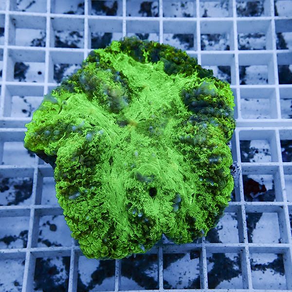 【サンゴ現物14】★ハナガタサンゴ !15時までのご注文で当日発送(t134