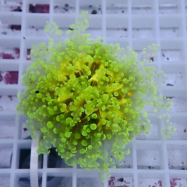 【サンゴ現物39】sale品 ホンタコアシサンゴ !15時までのご注文で当日発送 【サンゴ】(t138