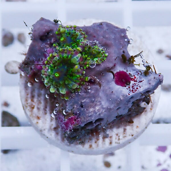 【サンゴ現物24】バブルディスク  !15時までのご注文で当日発送　【サンゴ】(t209