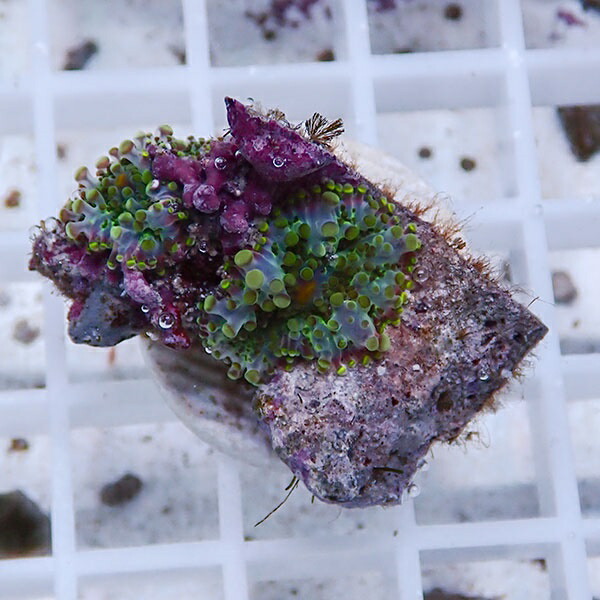 【サンゴ現物26】バブルディスク  !15時までのご注文で当日発送　【サンゴ】(t209