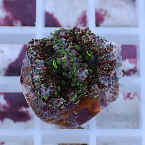 【サンゴ現物27】バブルディスク  !15時までのご注文で当日発送　【サンゴ】(t209