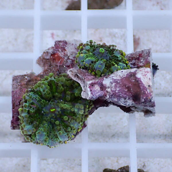 【サンゴ現物28】バブルディスク  !15時までのご注文で当日発送　【サンゴ】(t209