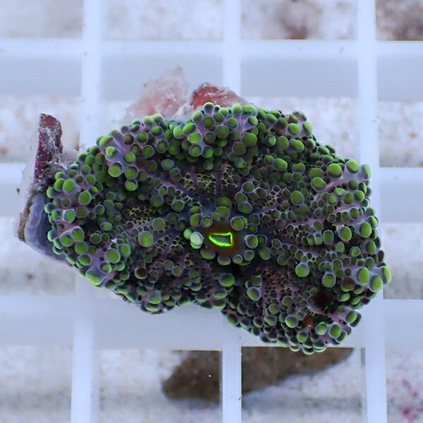 【サンゴ現物29】バブルディスク  !15時までのご注文で当日発送　【サンゴ】(t209