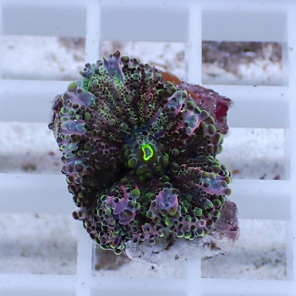 【サンゴ現物30】バブルディスク  !15時までのご注文で当日発送　【サンゴ】(t209