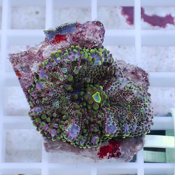 【サンゴ現物31】バブルディスク  !15時までのご注文で当日発送　【サンゴ】(t209