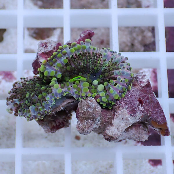 【サンゴ現物32】バブルディスク  !15時までのご注文で当日発送　【サンゴ】(t209