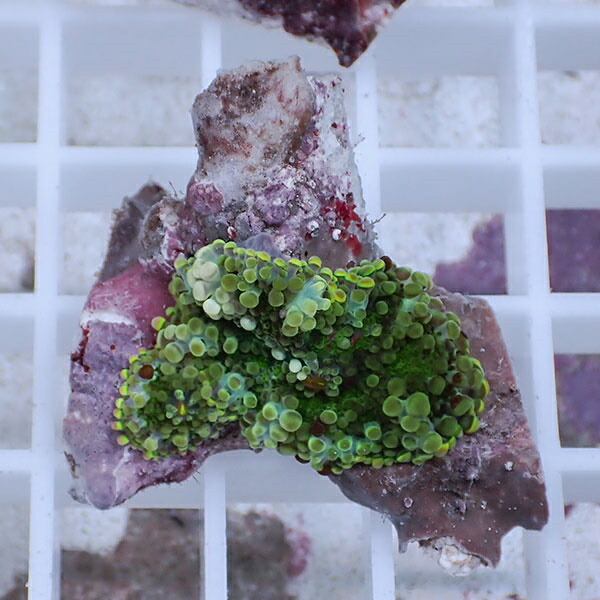 【サンゴ現物33】バブルディスク  !15時までのご注文で当日発送　【サンゴ】(t209