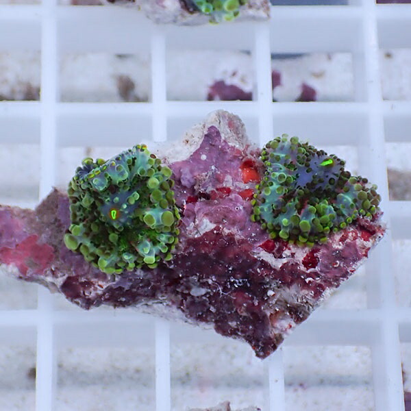 【サンゴ現物34】バブルディスク  !15時までのご注文で当日発送　【サンゴ】(t209