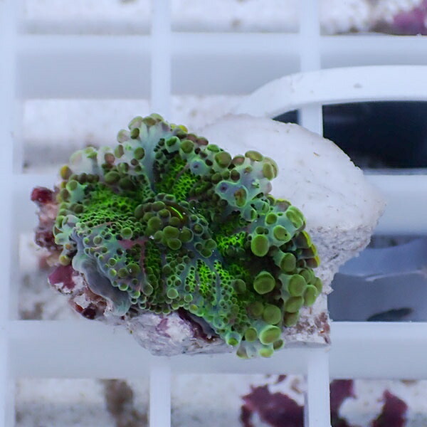 【サンゴ現物35】バブルディスク  !15時までのご注文で当日発送　【サンゴ】(t209