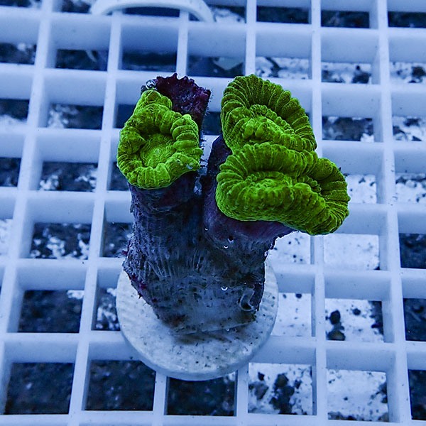 【サンゴ現物10】タバネサンゴ フラグ! 15時までのご注文で当日発送 【サンゴ】