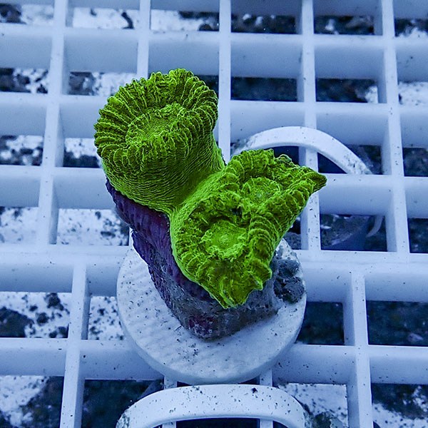 【サンゴ現物11】タバネサンゴ フラグ! 15時までのご注文で当日発送 【サンゴ】