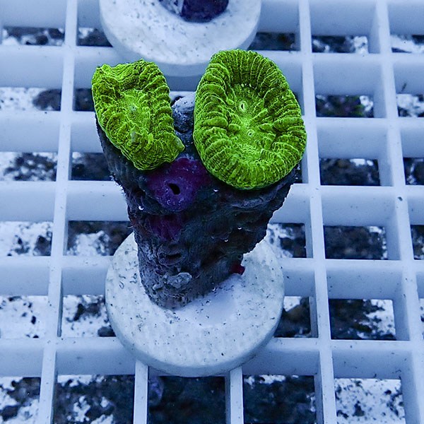 【サンゴ現物12】タバネサンゴ フラグ! 15時までのご注文で当日発送 【サンゴ】