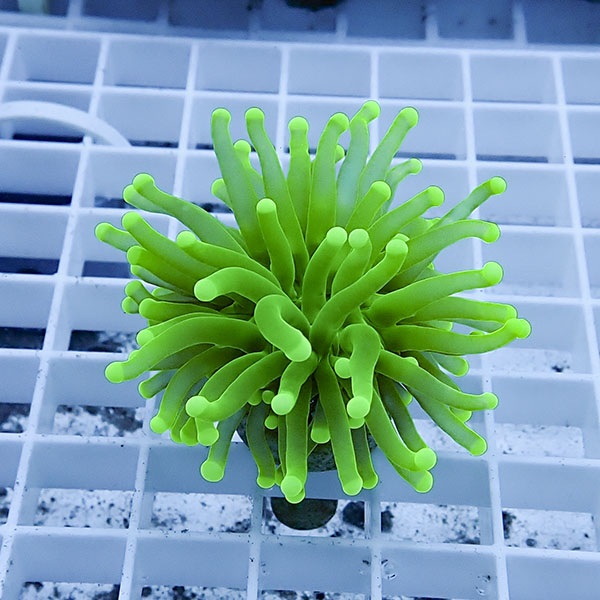 【サンゴ現物4】フラワーコーラルフラグ! 15時までのご注文で当日発送【サンゴ】(t142