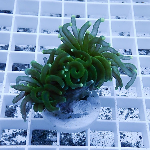 【サンゴ現物6】フラワーコーラルフラグ ! 15時までのご注文で当日発送【サンゴ】(t142