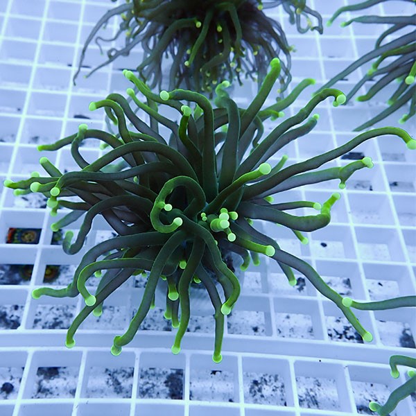 【サンゴ現物7】フラワーコーラルフラグ ! 15時までのご注文で当日発送【サンゴ】(t142